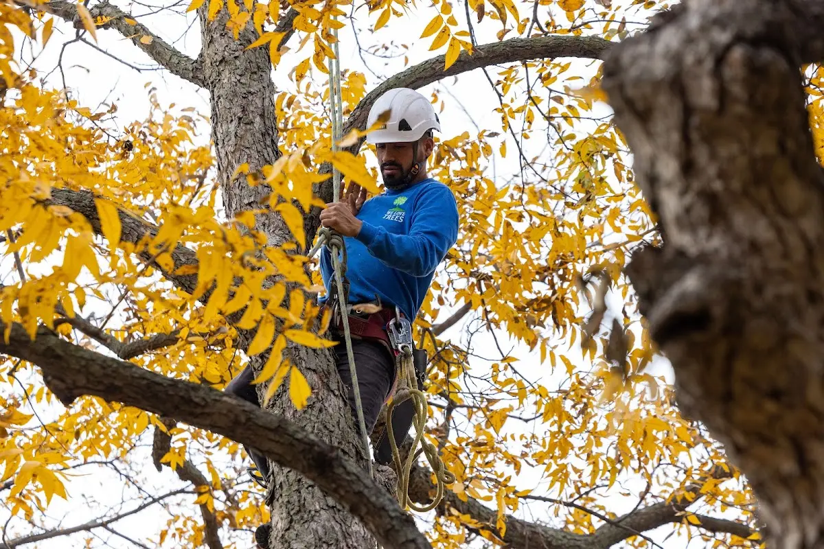 Skilled Tree Transplanting crew working in Casper
